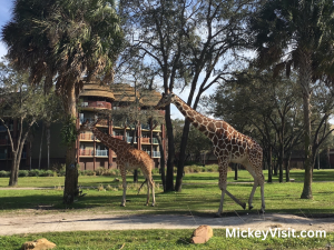 Two giraffes at Animal Kingdom Lodge