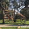 Two giraffes at Animal Kingdom Lodge