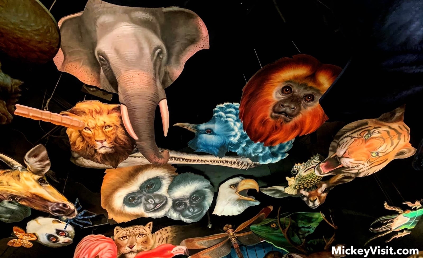 Animal illustrations