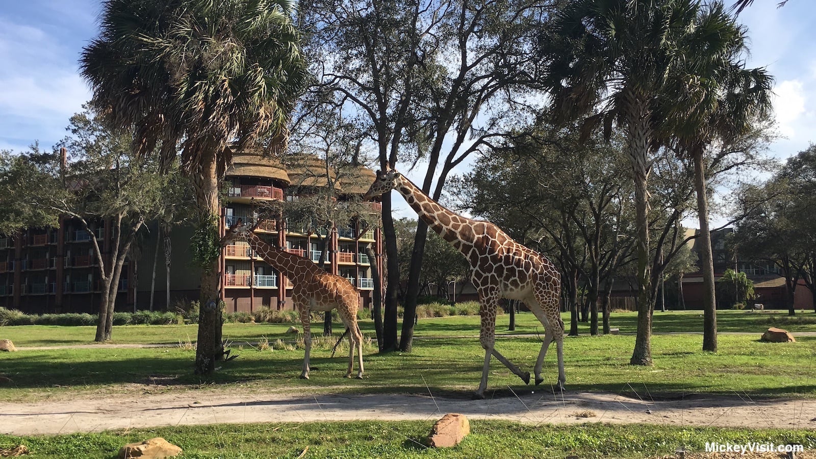 Disney World Animal Kingdom Lodge giraffes