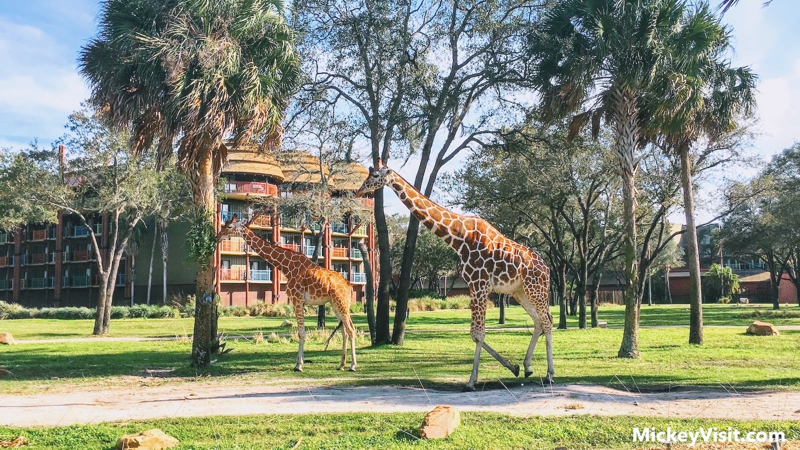 Giraffes