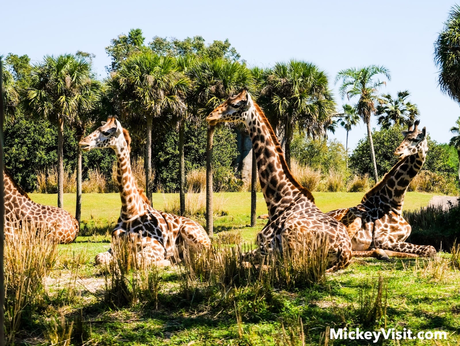 Giraffes