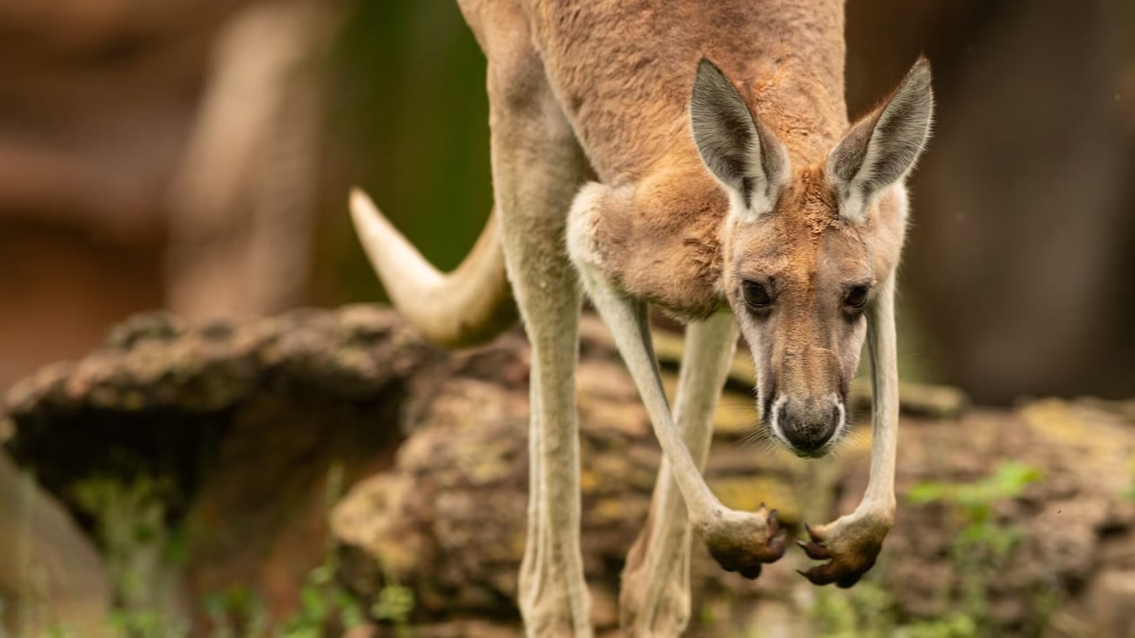 Kangaroo