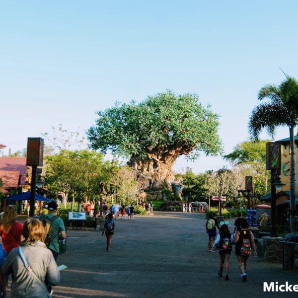 Animal Kingdom empty