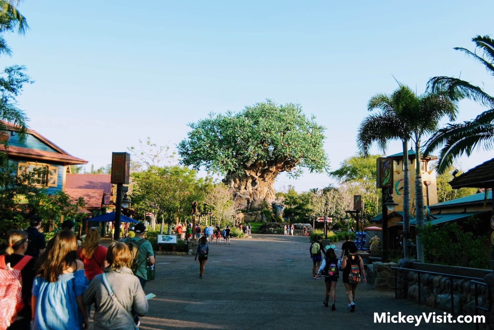 Animal Kingdom empty