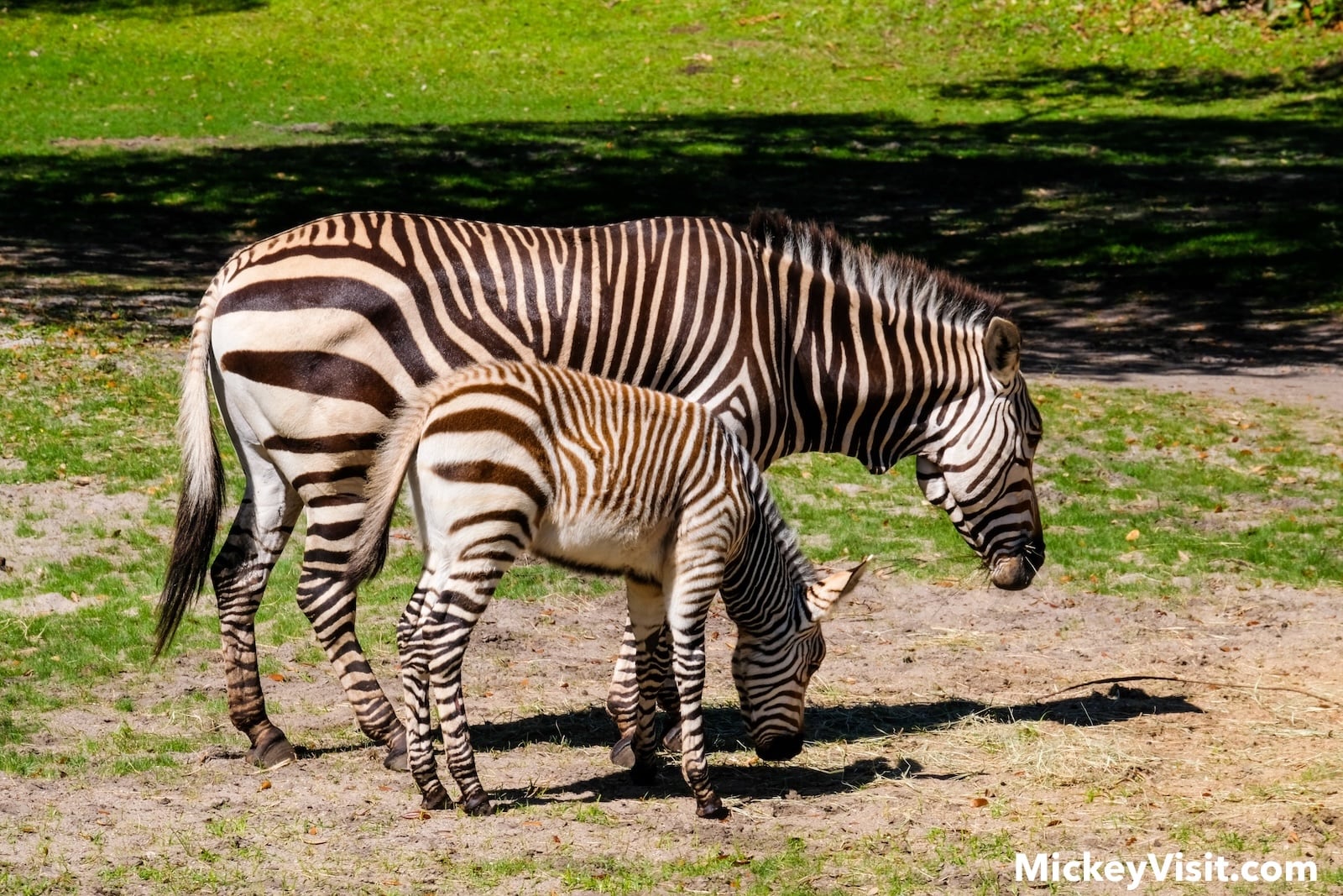 Zebras