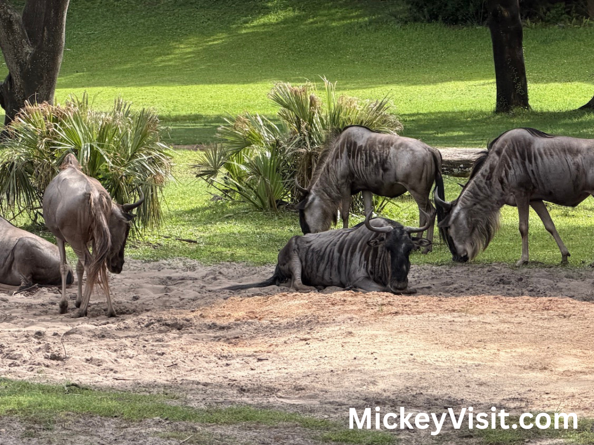 Kilimanjaro Safaris wildebeest