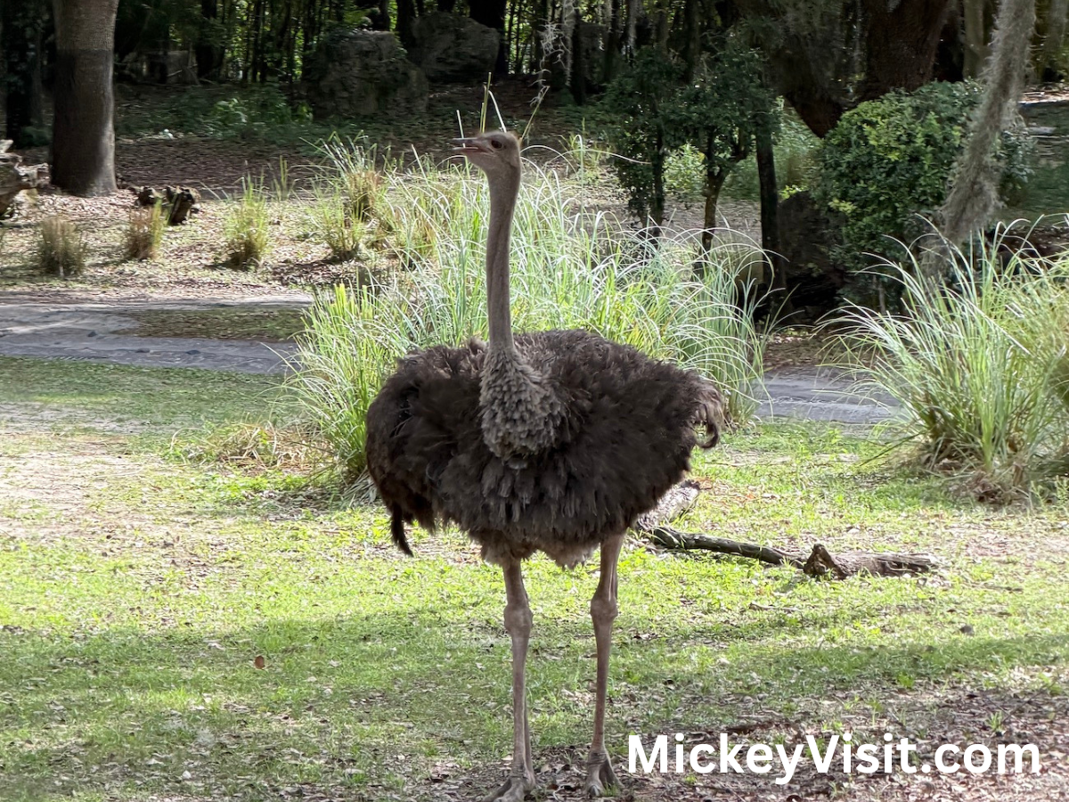Kilimanjaro Safaris ostrich