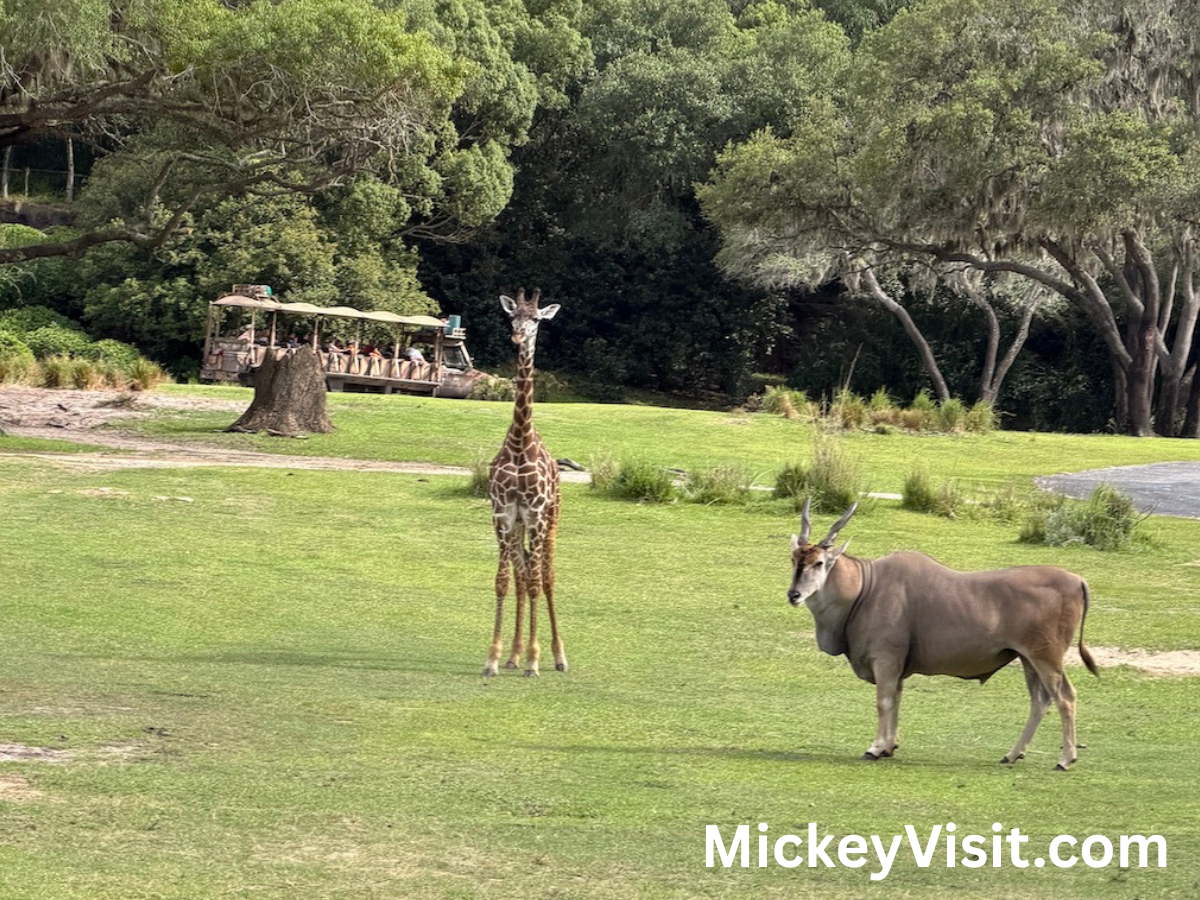 Kilimanjaro Safaris giraffe