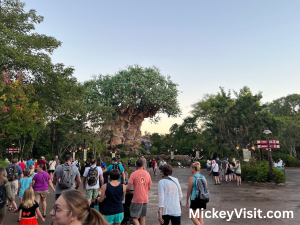 Tree of Life at Discovery Island