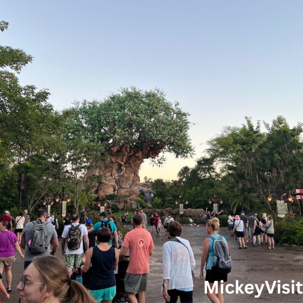 Tree of Life at Discovery Island