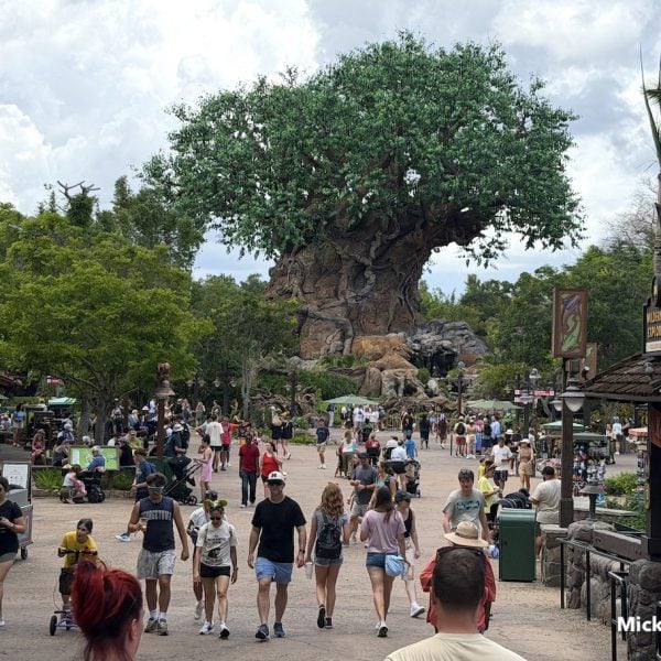 animal kingdom tree of life