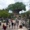 animal kingdom tree of life