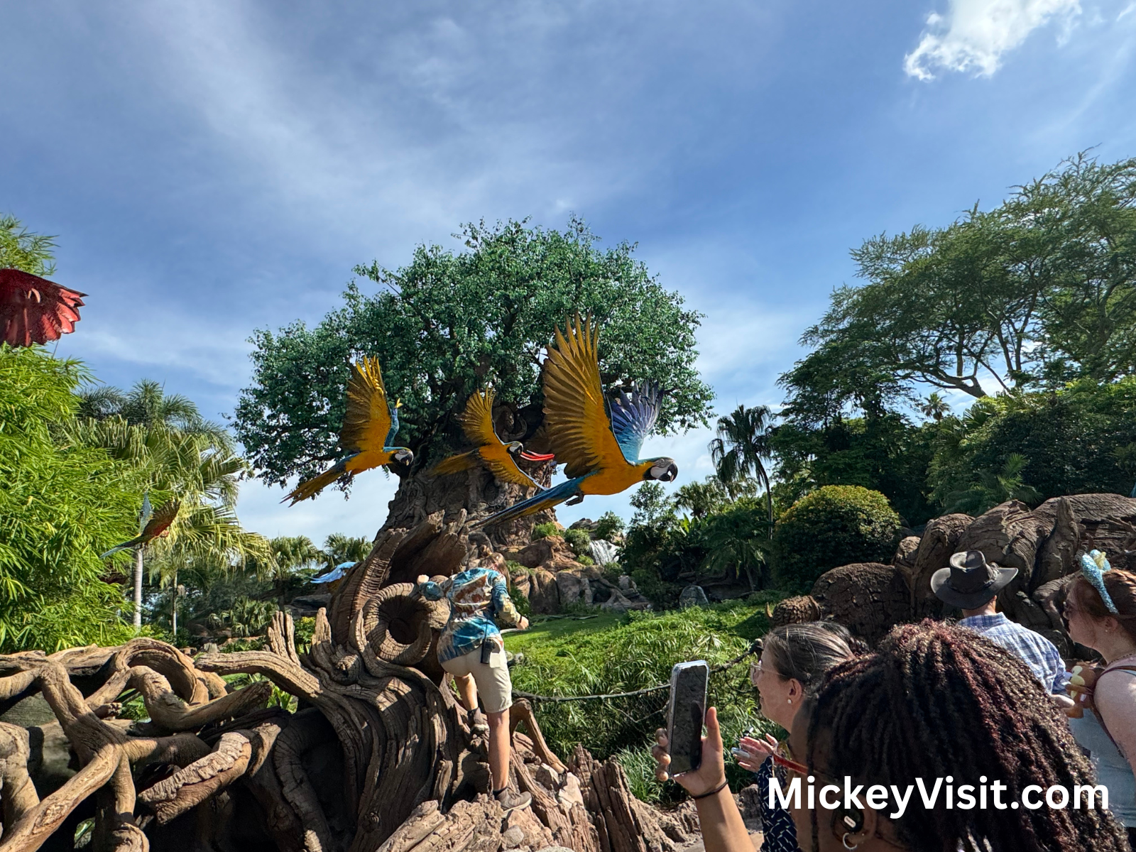 Macaws flying in front of the Tree of Life at Animal Kingdom