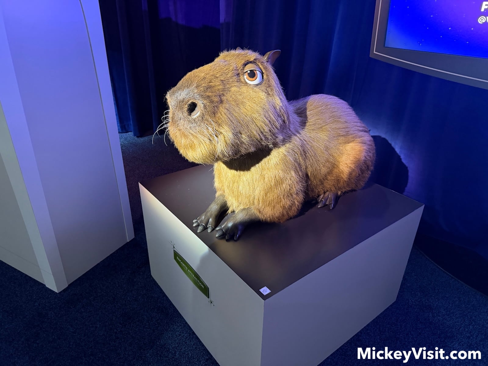 Capybara