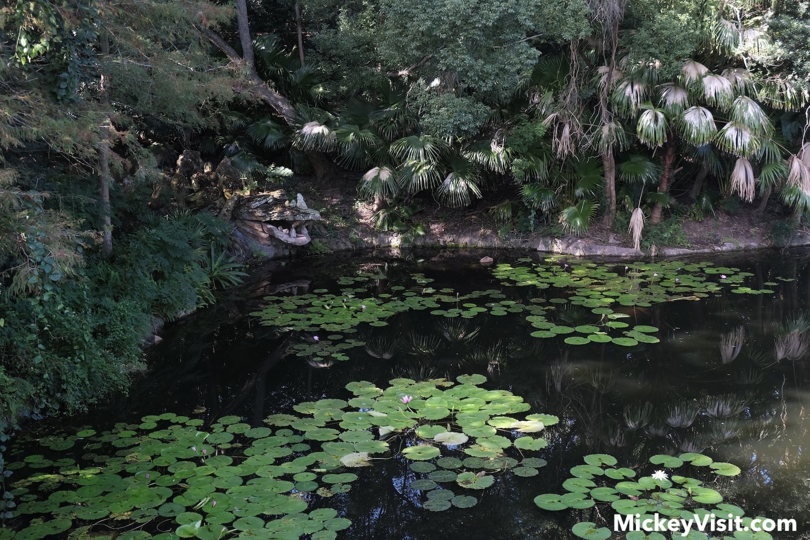 Pond with lily pads and rocks in the shape of a dragon's head