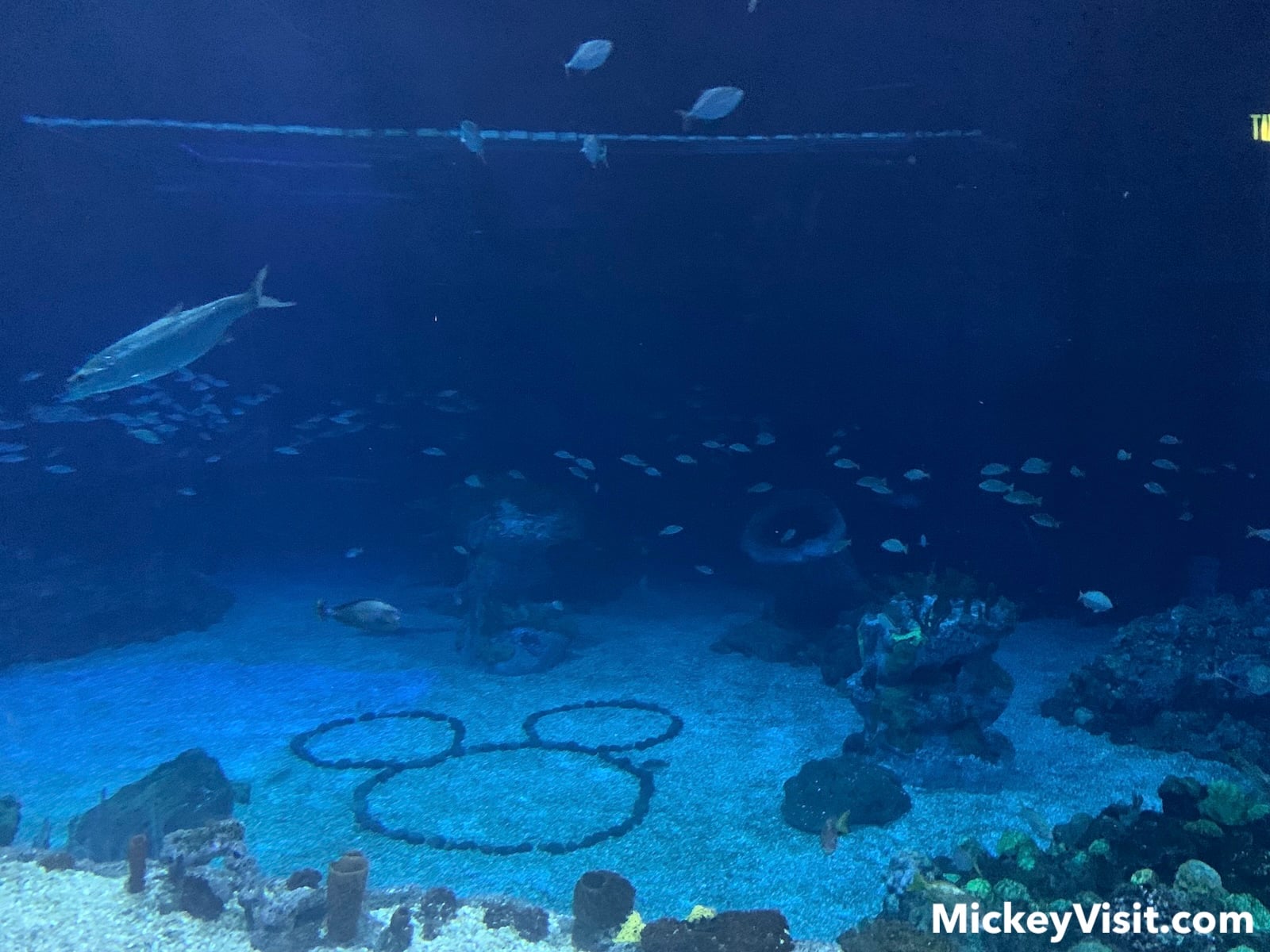 Aquarium with Mickey mouse shape in rocks on sandy floor